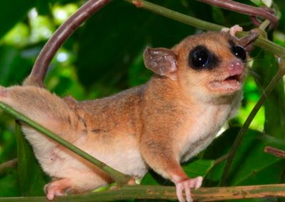 Manejo de Fauna Silvestre